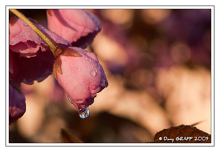 _DGB0865-cerisier.jpg
