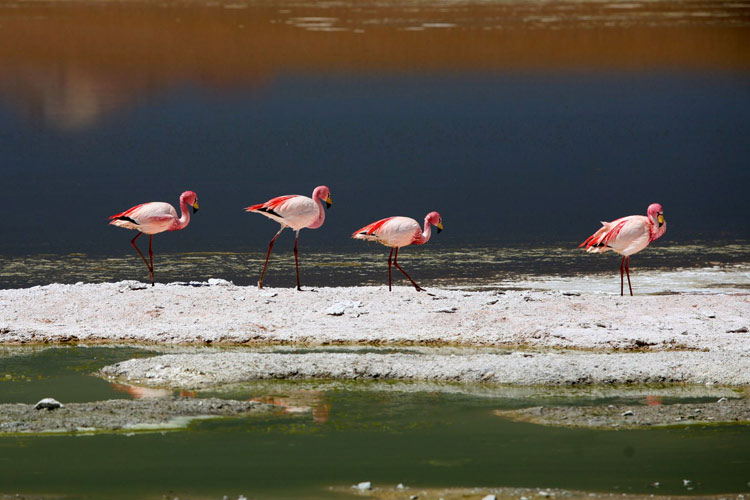 Flamants.jpg