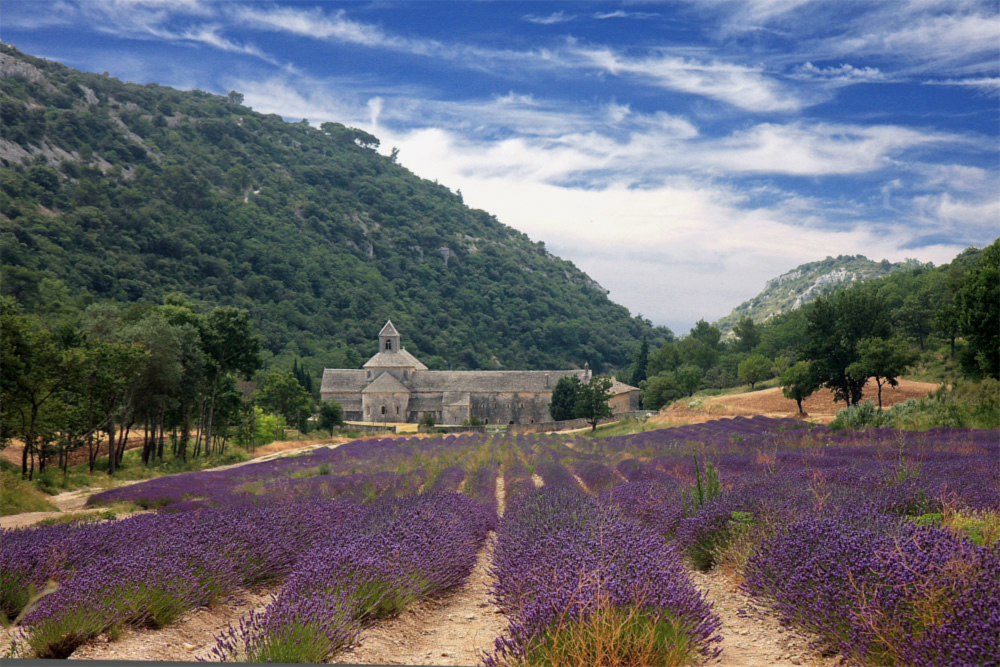 Abbaye-de-Sénanque.jpg
