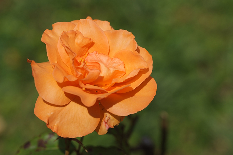 Rose_7.jpg