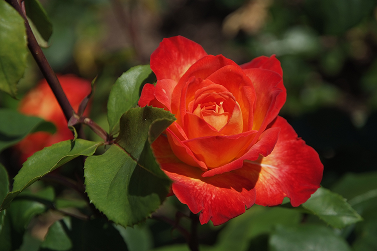 Rose_4.jpg