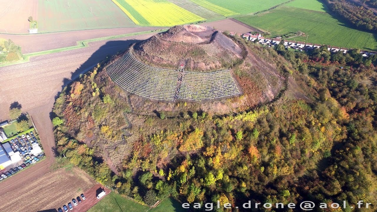 De la vigne ..mais si mais si