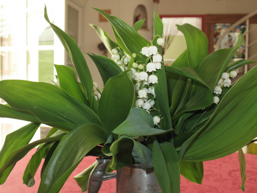 Muguet.JPG