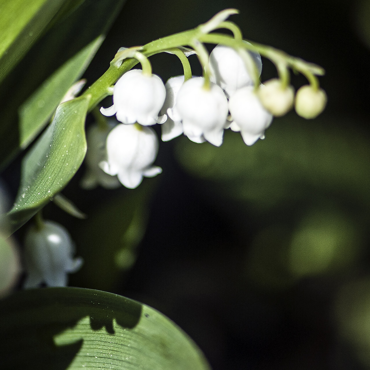 064_4479 muguet du jardin GM.jpg