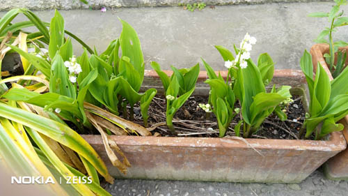 muguet 1er mai.jpg