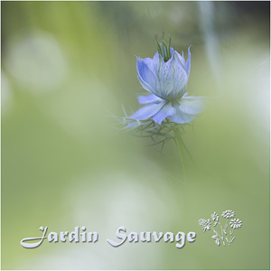 Jardin Sauvage IV.jpg