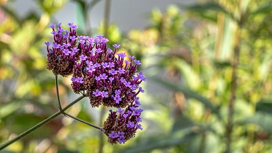 Verveine de Buenos Aires 1-9050288.jpg