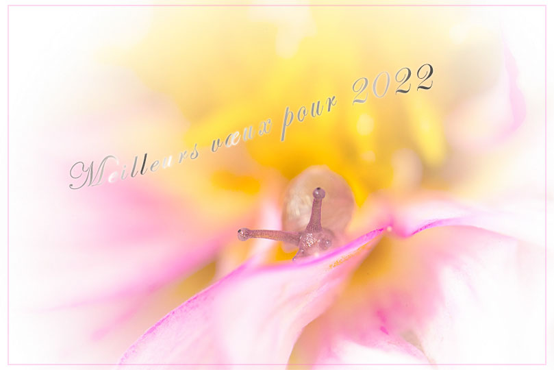 voeux-2022.jpg