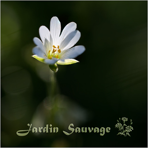Jardin Sauvage III_01.jpg
