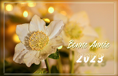 rose de noël.jpg