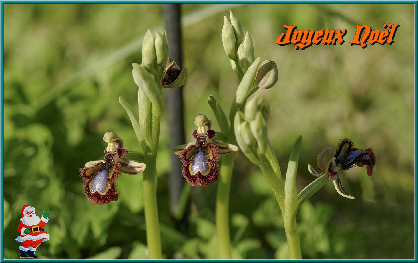 Orchidées Noël.jpg