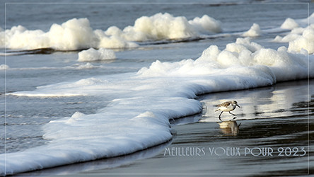 becasseau sanderling w .jpg