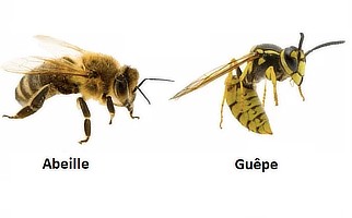 abeille et guepe.jpg