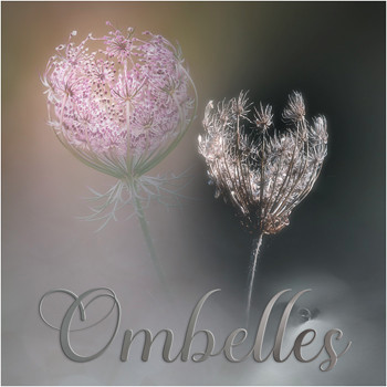 Ombelles.jpg