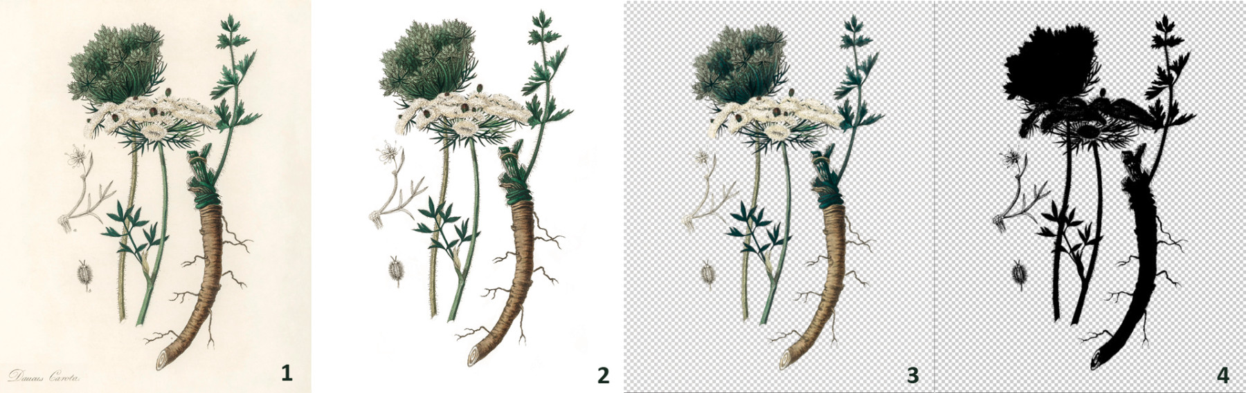 Planche Botanique Daucus Carota.jpg