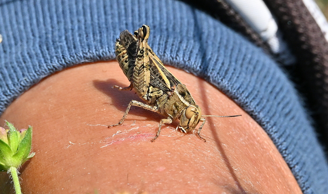 Criquet de barbarie.JPG