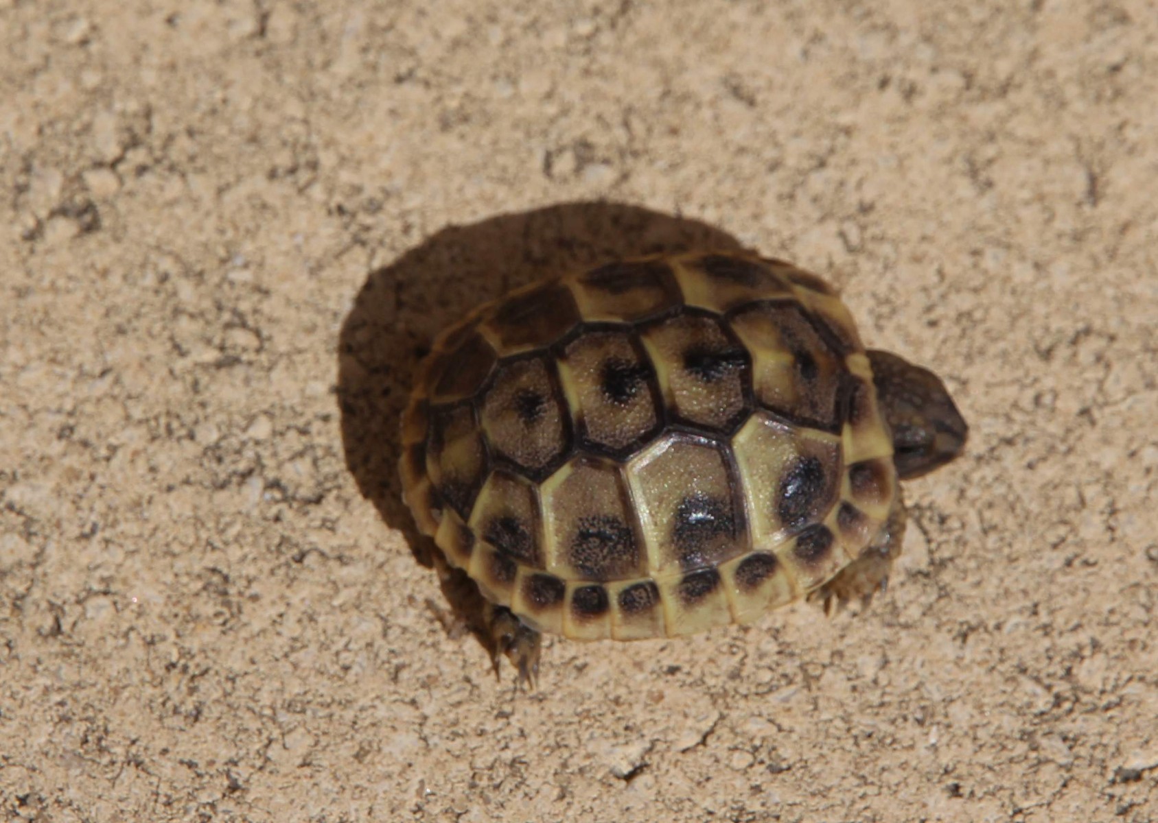 p'tite tortue 3.JPG