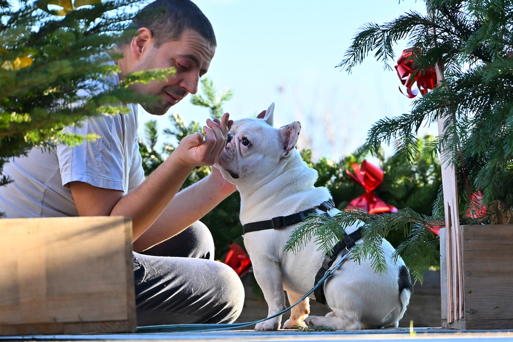 DSC_5220 bouledogue.JPG